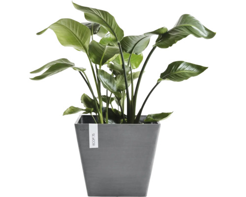 Grüne Strelitzia Zimmerpflanze in einem grauen, quadratischen Ecopots Pflanzgefäß.