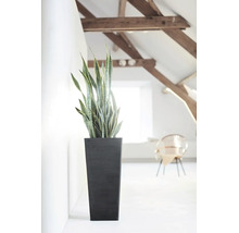 Bogenhanf in einem hohen, dunklen Pflanzkübel in einem hellen, modern eingerichteten Raum mit Holzbalken an der Decke.