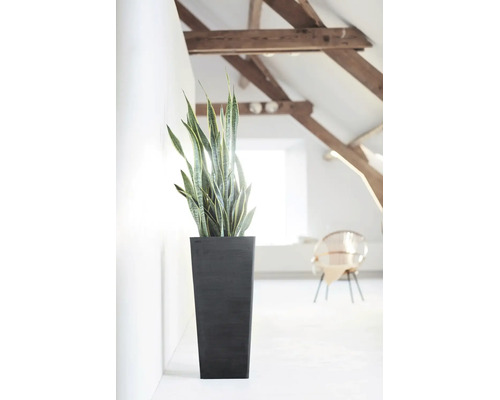 Bogenhanf in einem hohen, dunklen Pflanzkübel in einem hellen, modern eingerichteten Raum mit Holzbalken an der Decke.