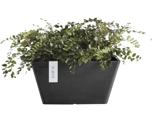 Pellaea rotundifolia Zimmerfarn in einem rechteckigen, dunklen Ecopots Pflanzgefäß.