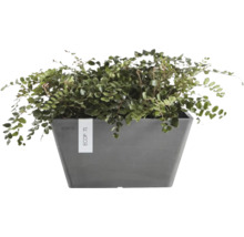 Rechteckiger Ecopots Berlin Pflanzkasten aus anthrazitfarbenem Recycling-Kunststoff mit grüner Zimmerpflanze.
