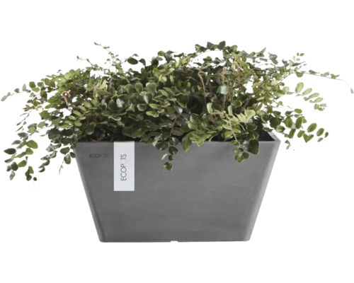 Rechteckiger Ecopots Berlin Pflanzkasten aus anthrazitfarbenem Recycling-Kunststoff mit grüner Zimmerpflanze.