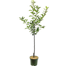 Junger Baum im Topf mit grünen Blättern.