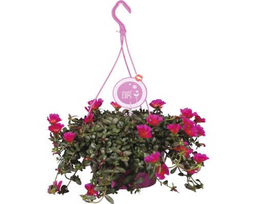 Hängepflanze mit pinkfarbenen Blüten und dem Logo More Lips