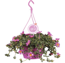 Hängeampel mit Portulakröschen in Blüte
