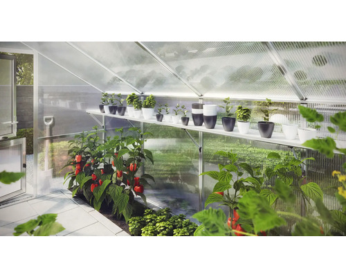 Innenansicht eines Gewächshauses mit Pflanzenregal und Gemüsebeeten