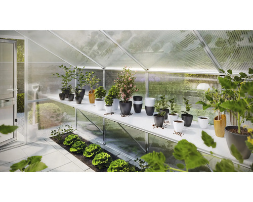 Gewächshaus mit Pflanzen auf Regalen und Salatbeeten