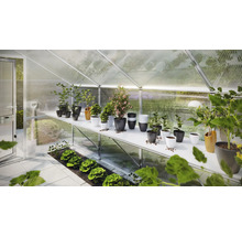 Gewächshaus mit Pflanzen auf Regalen und Salatbeeten