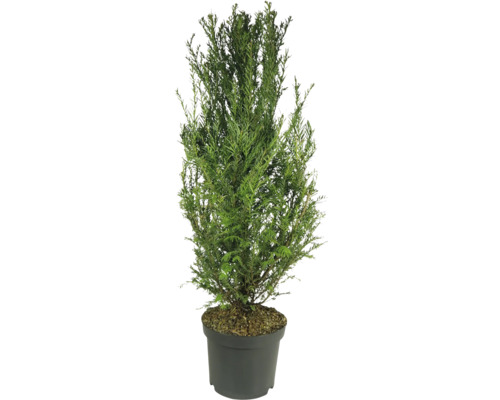 Eibe im Topf