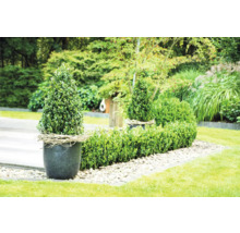 Dekorativer Garten mit Kegelbaum im Topf und Buchsbaumhecke