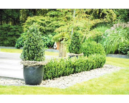 Buchsersatz Ilex crenata 'Robustico' Kegel H ca. 50-60 cm Dekorativer Garten mit Kegelbaum im Topf und Buchsbaumhecke