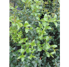 Immergrüner Zwergstrauch mit kleinen Blättern.