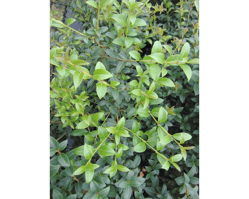 Immergrüner Zwergstrauch mit kleinen Blättern.