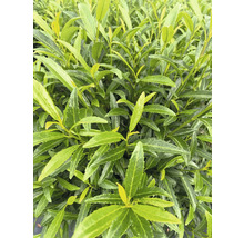 Nahaufnahme eines Kirschlorbeergewächses mit grünen Blättern.