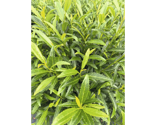 Nahaufnahme eines Kirschlorbeergewächses mit grünen Blättern.