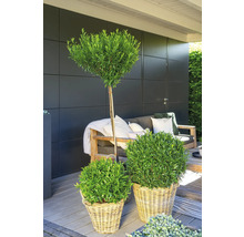 Gartenszene mit Lorbeerbaum und Buchsbaumkugeln in geflochtenen Körben