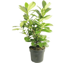 Lorbeerkirsche im Topf mit grünen Blättern