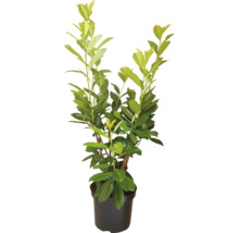 Lorbeerkirsche in einem Topf