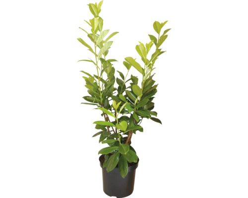 Lorbeerkirsche in einem Topf