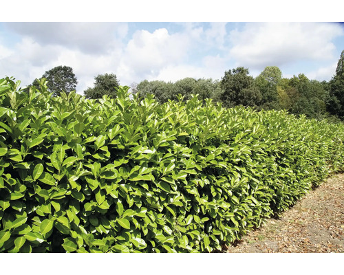 Immergrüne Kirschlorbeerhecke als Gartenelement