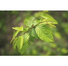 Nahaufnahme eines Buchenzweigs mit frischen Blättern