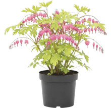 Tränendes Herz Pflanze im Topf