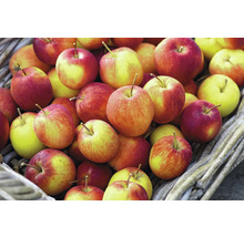 Korb gefüllt mit Äpfeln