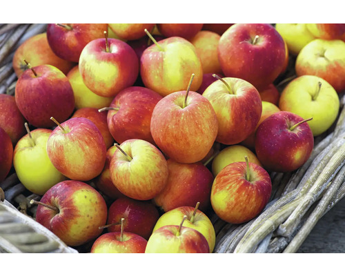 Korb gefüllt mit Äpfeln