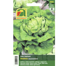 Salatsamen Analena, Kopfsalat, lausresistent