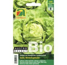 Samenpackung für Bio Winterkopfsalat