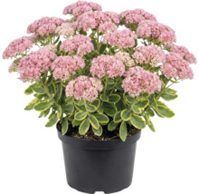 Fetthenne im schwarzen Pflanztopf mit rosa Blütendolden