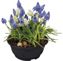 Blaue und weiße Traubenhyazinthen in einem schwarzen Topf