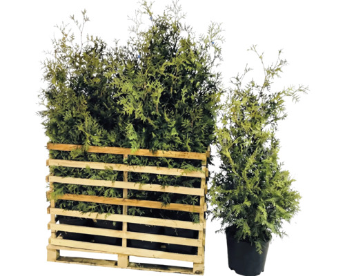 Lebensbäume in einer Holzpalette und einem Topf