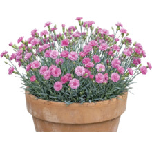 Nelken in einem Topf