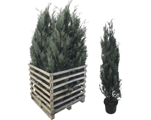 Zypressen-Set für den Garten, eine im Holzkübel, die andere im Topf