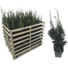 Palette mit Eiben und eine einzelne Eibe im Topf