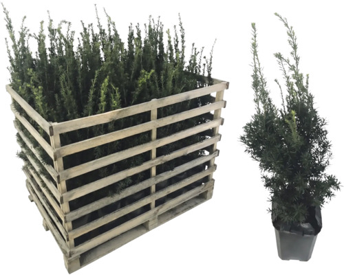 Palette mit Eiben und eine einzelne Eibe im Topf