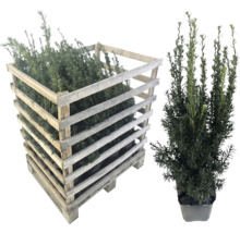 Eibe im Holzverschlag und einzeln im Topf