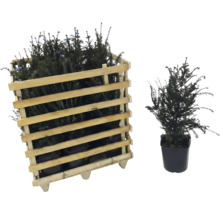 Eibe im Holzkasten und einzelne Eibe im Topf