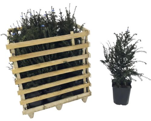 Eibe im Holzkasten und Eibe im Topf