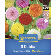Kiepenkerl 5er Dahlien Slowflower Mix Mega Pack