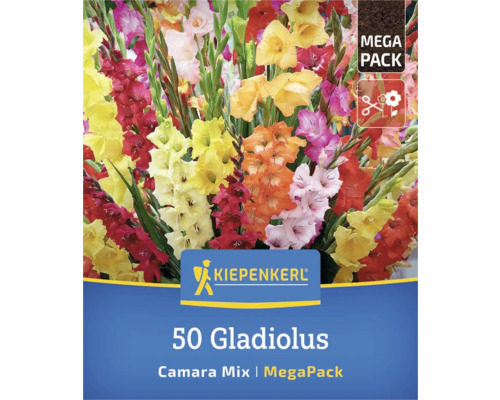 Verpackung mit 50 Gladiole Camara Mix Blumenzwiebeln der Marke Kiepenkerl