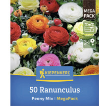 Verpackung mit 50 Ranunkeln, Pfingstrosenmischung
