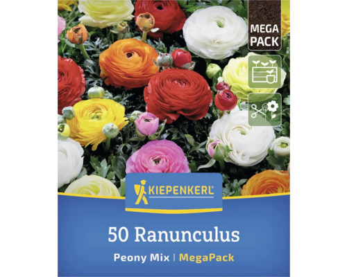 Verpackung mit 50 Ranunkeln, Pfingstrosenmischung