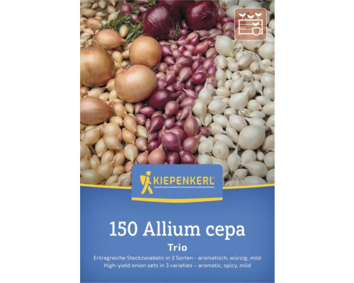 Allium cepa Zwiebel Trio, 150 Stück