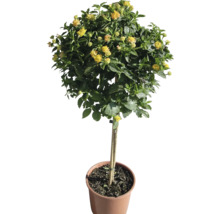 Gelbe Zwergstrauch-Pflanze im Topf