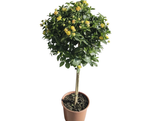 Gelbe Zwergstrauch-Pflanze im Topf