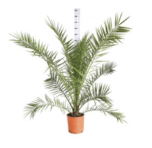 Dattelpalme in einem Topf