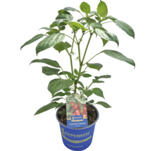 Containerpaprika Pflanze im Topf