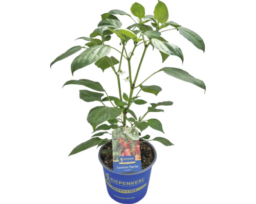 Containerpaprika Pflanze im Topf